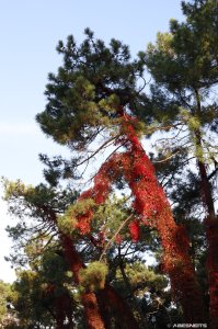 Couleur d'Automne - Photo par AbesNeits
