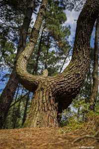 Arche de la Forêt - Photo par AbesNeits